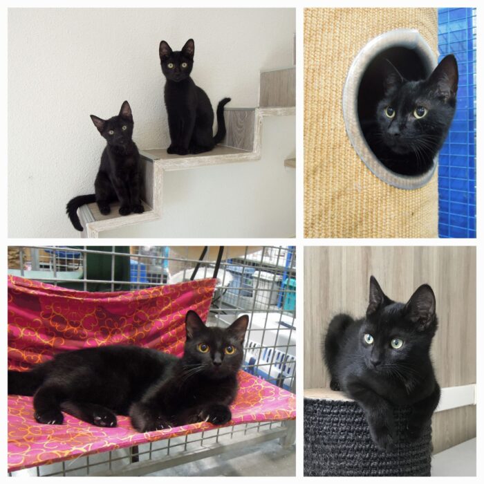 Zwarte katten