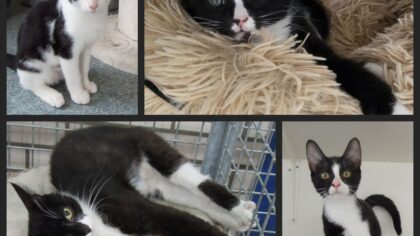 Dier van de Week zwart-witte katten