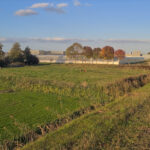 Veldbeemd