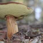 IVN Helmond: Wandelen in de natuur en Macrofotografie
