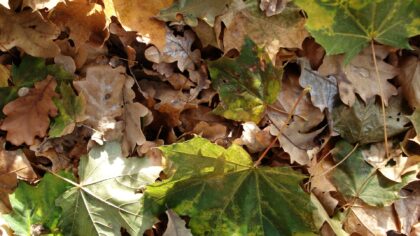 Inloopbijeenkomst over voordelen bladafval