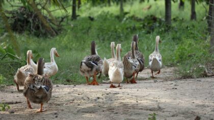 Tips voor geweldige weekendtrip in Noord-Brabant
