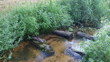Water Natuurlijk pleit voor extra herstel biodiversiteit