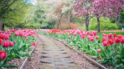 3 tips voor vernieuwing in je tuin