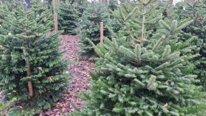 Inzameling kerstbomen 9 t/m 13 januari 2023