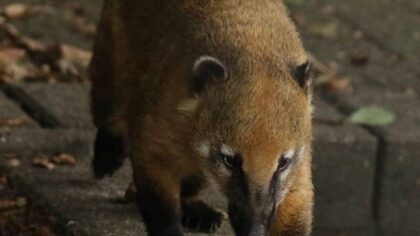 De Neusberen in Dierenpark de Warande zijn erg kieskeurig