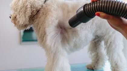Een trimtafel voor honden, wat is het en wat kun je ermee?