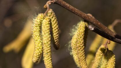 Hooikoorts in de winter