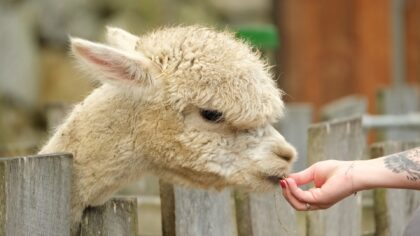 Verboden om dieren op Hortensia dierenpark te voeren