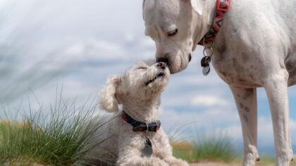 Met deze tips blijft jouw hond tevreden