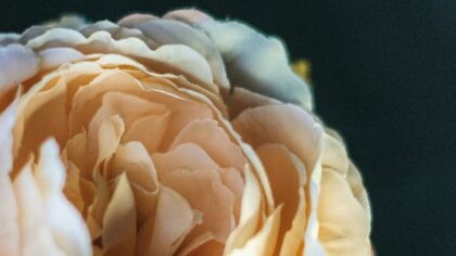 Ontdek de redenen achter de populariteit van kunstbloemen in Helmond