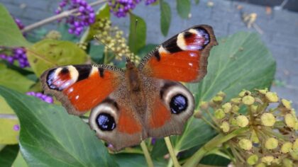 Doe mee met de tuinvlindertelling