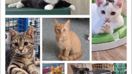 Dier(en) van de week: 200 katten en kittens