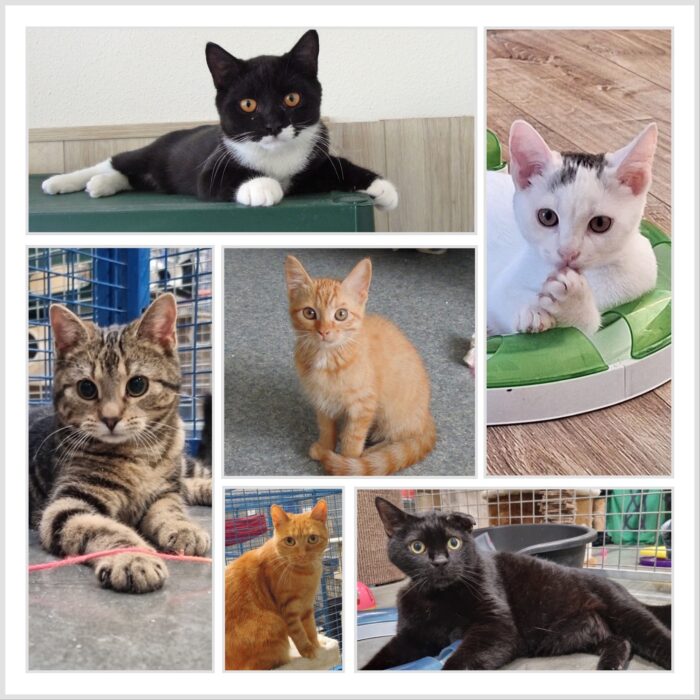 Dier(en) van de week: 200 katten en kittens