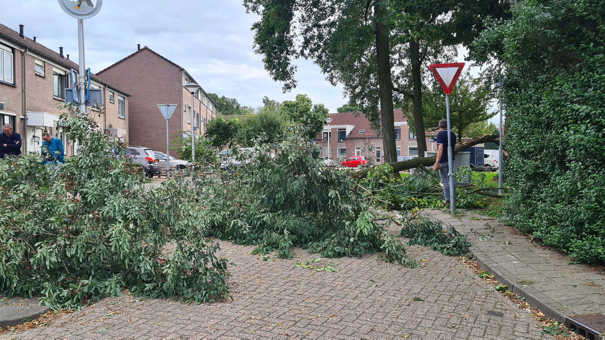 Oude boom begeeft het op de Limburghof