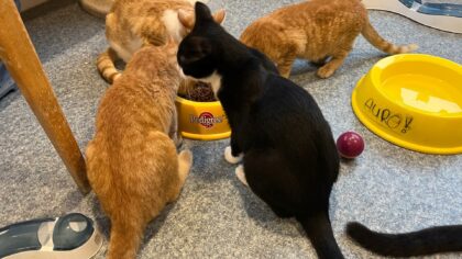 Extra adoptiedag bij dierenasiel Helmond