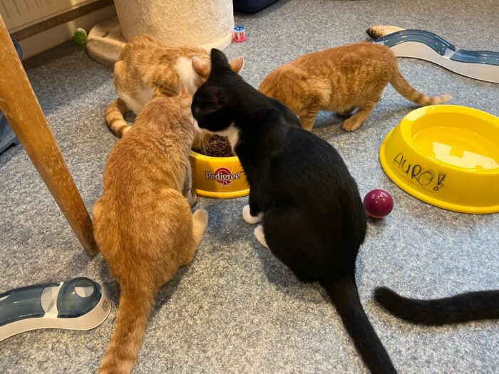 Extra adoptiedag bij dierenasiel Helmond