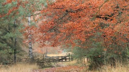 Cursus Herfst en Winter door IVN Helmond