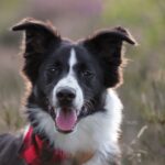 Helder Helmond vraagt om 'korting' op tweede hond