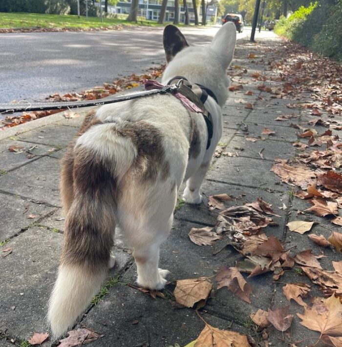 Helder Helmond wil ‘korting’ voor tweede hond