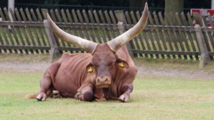 Koning van de Warande Bulletje is dood