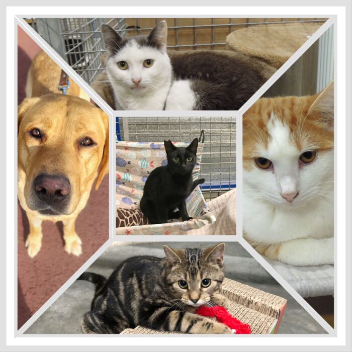 Dieren van de Week: Katten van gisteren, vandaag en morgen