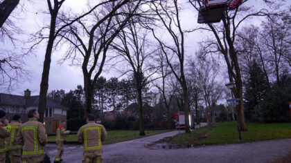 Gevaarlijke situatie met boom op de Krommeweg in Helmond