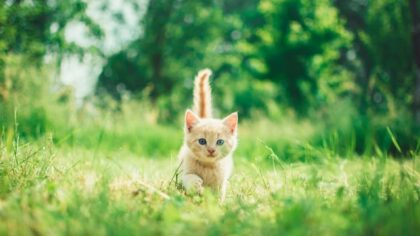 Een derde van vermiste katten komt terug bij baasje