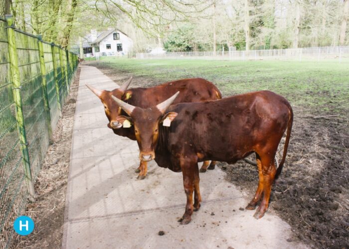 Watusi’s Warande heten Wadittie en Hoehittie