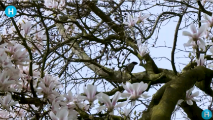 Heeft Helmond last van lentekriebels?