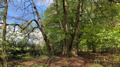 IVN-wandeling door het onbekende natuurgebied Coovelsbos