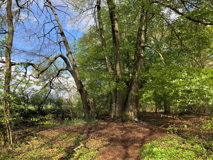 IVN-wandeling door het onbekende natuurgebied Coovelsbos
