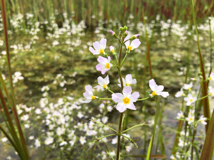‘Maak Helmond Groener’: Natuurwandeling door het Goorlooppark