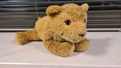 ‘Babyleeuwtje’ is op zoek naar baasje