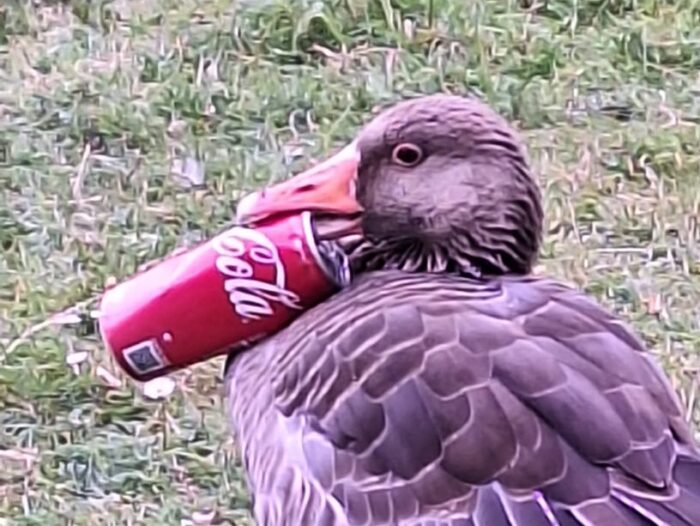 Gans met blikje in Warande onder toezicht van Dierenambulance