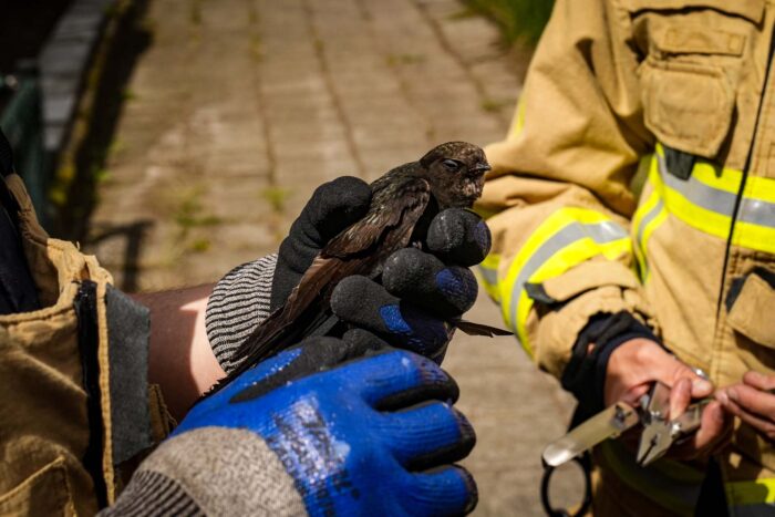 Helmondse brandweer helpt vogeltje ‘uit de brand’