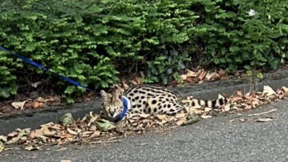 Serval Mufasa was even thuis, maar blijkbaar weer spoorloos?