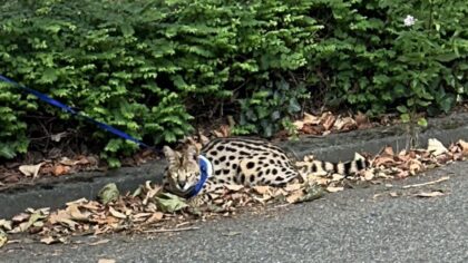 Was de serval Mufasa nou ontsnapt, of lekker mee op vakantie?