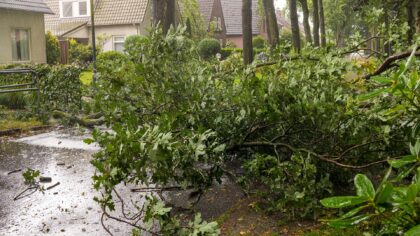 Grote tak breekt af en belandt op het wegdek