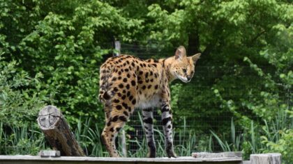 Helmonder met hond loopt ontsnapte serval tegen het lijf