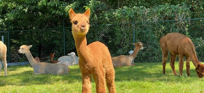 Alpaca’s op bezoek bij woonzorgcentrum Savant Rivierenhof Helmond
