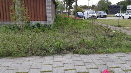 Helder Helmond dringt aan op verbetering groenbeleid in de stad