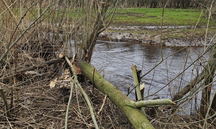 Buurtbewoner spot bever in Dierdonk (met video)