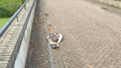 Geen relatie tussen dode zwanen en waterkwaliteit Kasteel-Noord