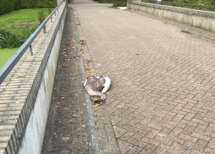 Geen relatie tussen dode zwanen en waterkwaliteit Kasteel-Noord