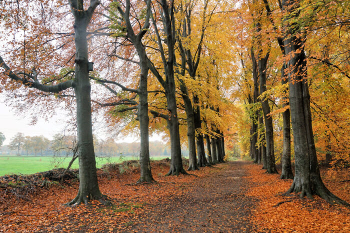 Beleef de herfst tijdens een IVN-wandeling door het Goor