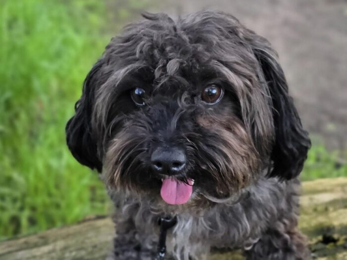 Dier van de Week: Lou