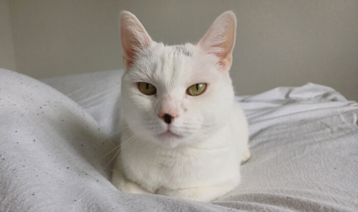 Dier van de Week: Lilly