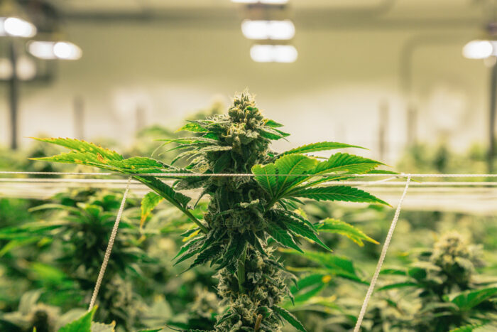 Woning Hindestraat tijdelijk dicht na vondst hennepkwekerij