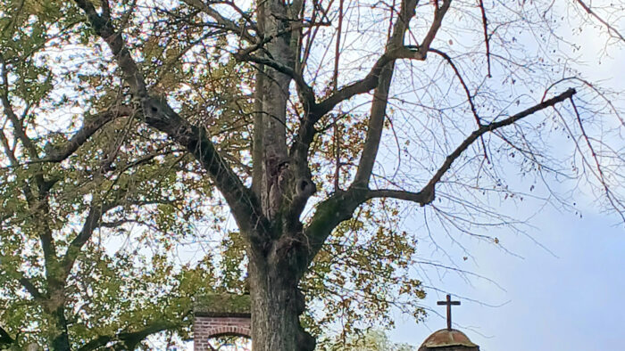 IVN Helmond op zoek naar bijzondere verhalen over bomen